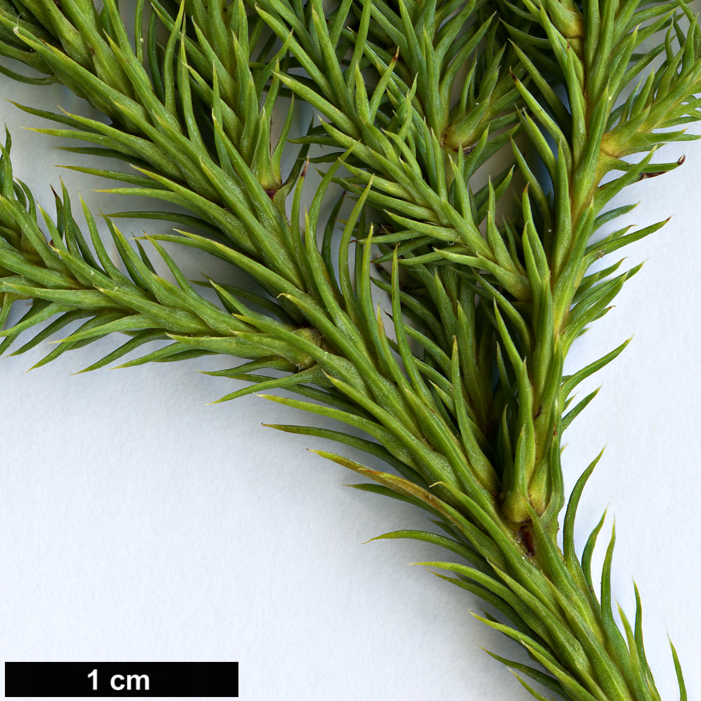 High resolution image: Family: Podocarpaceae - Genus: Dacrydium - Taxon: aff. elatum